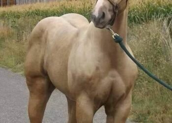 A sangre fría: dos individuos fusilaron a una potranca en Alejandro Korn