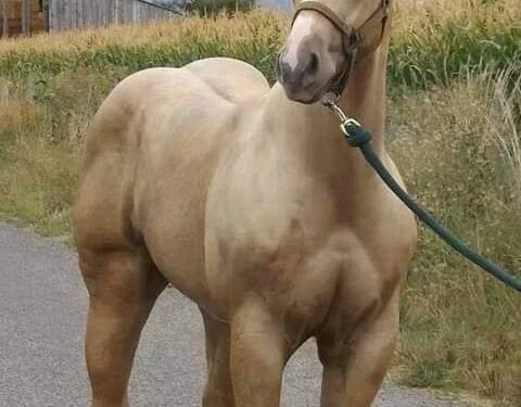 A sangre fría: dos individuos fusilaron a una potranca en Alejandro Korn