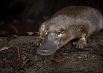 Los animales terrestres más raros de todos los tiempos