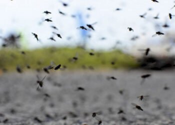 Invasión de mosquitos en Buenos Aires. ¿Cuál será la duración de esta plaga en las calles?