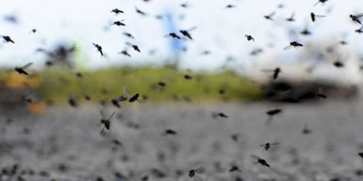Invasión de mosquitos en Buenos Aires. ¿Cuál será la duración de esta plaga en las calles?