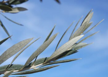 Un mensaje de paz y tolerancia en todo el mundo