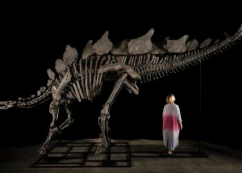 Venta millonaria de esqueleto de Stegosaurus sorprende al mercado.
