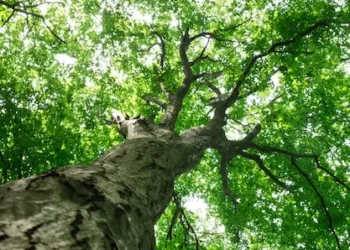 Descubrí los países que otorgan derechos a las olas y a la naturaleza.