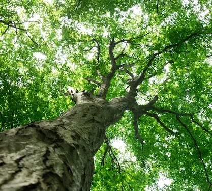 Descubrí los países que otorgan derechos a las olas y a la naturaleza.