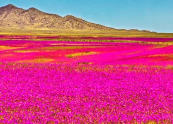 El desierto chileno más seco del mundo deslumbra con un mar de flores