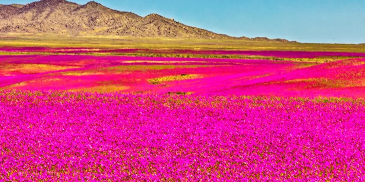 El desierto chileno más seco del mundo deslumbra con un mar de flores