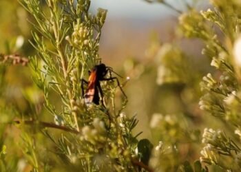 Experta asegura que los bonos de biodiversidad superarán a los créditos de carbón