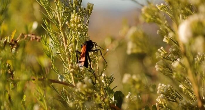Experta asegura que los bonos de biodiversidad superarán a los créditos de carbón