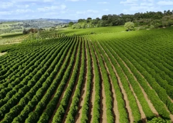 Cambio climático: el café se vuelve un artículo de lujo