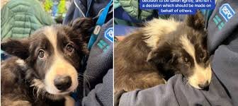 La conmovedora historia de Nanna, la Border Collie abandonada en Navidad, resalta la importancia de la adopción responsable.