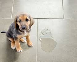 Técnicas efectivas para evitar que tu perro orine dentro de casa.